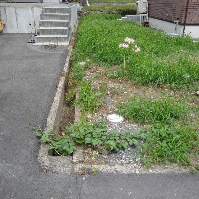 の画像