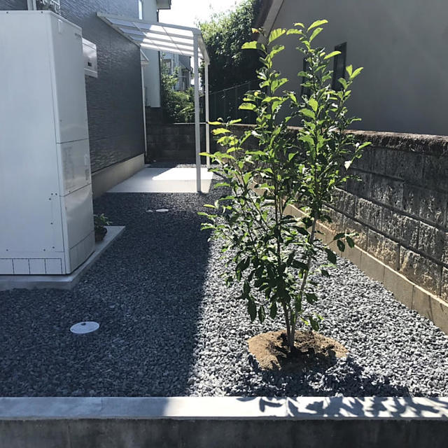 植栽③の画像