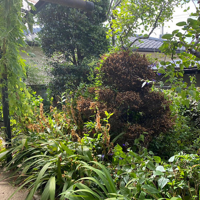 before(中庭)の画像
