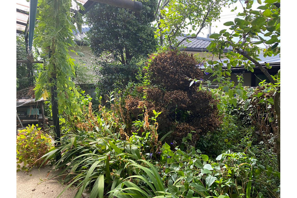 before(中庭)の画像