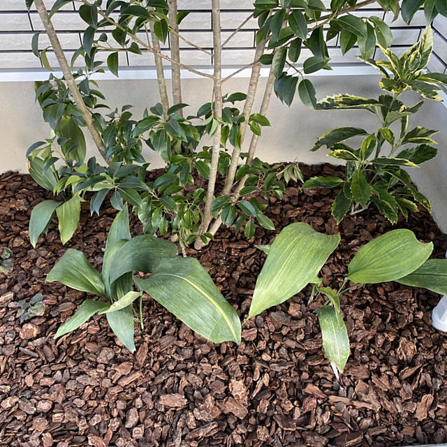 植栽②の画像