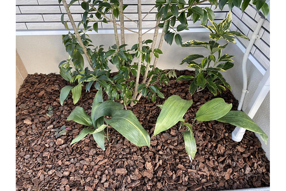 植栽②の画像