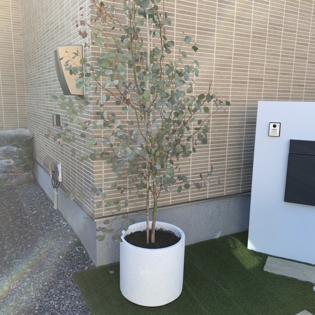 鉢植え・オリーブの画像