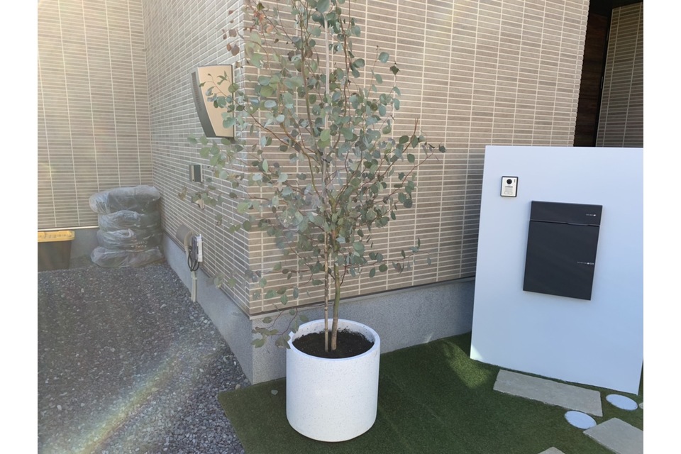 鉢植え・オリーブの画像