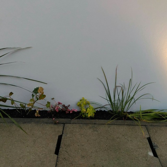 低木・下草の画像