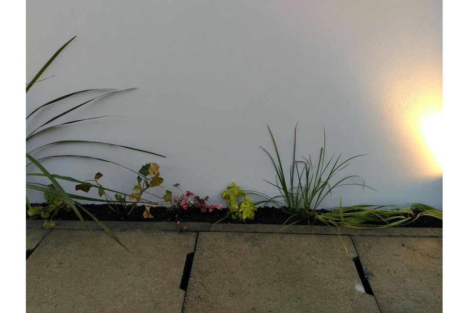 低木・下草の画像